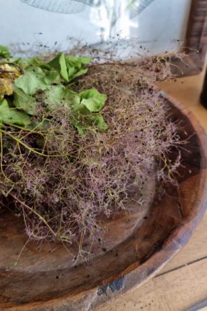 Perückenstrauch getrocknet Trockenblumen Kranzbinden kreativmaterial kreativsein kränze im mrs greenery shop bestellen kaufen