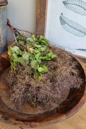 Perückenstrauch getrocknet Trockenblumen Kranzbinden kreativmaterial kreativsein kränze im mrs greenery shop bestellen kaufen