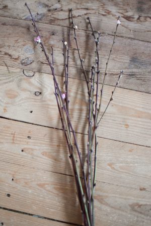 Pfirsich Zweige Blüten Pfirsichblüten frisch Bund Ostern Frühling kreativsein kreativ im Mrs Green