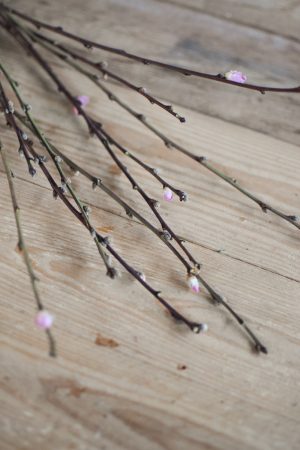 Pfirsich Zweige Blüten Pfirsichblüten frisch Bund Ostern Frühling kreativsein kreativ im Mrs Green