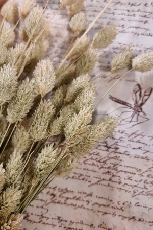 Phalaris grün Trockenblume getrocknet im Mrs Greenery Shop bestellen kaufen