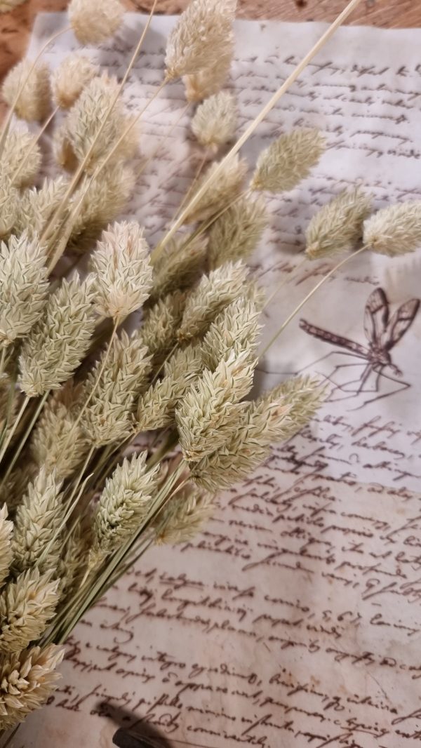 Phalaris grün Trockenblume getrocknet im Mrs Greenery Shop bestellen kaufen