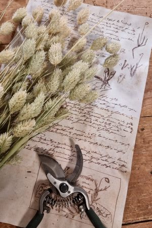 Phalaris grün Trockenblume getrocknet im Mrs Greenery Shop bestellen kaufen