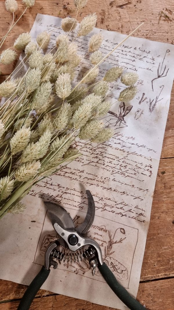 Phalaris grün Trockenblume getrocknet im Mrs Greenery Shop bestellen kaufen