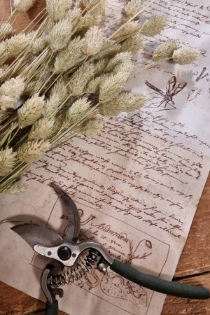 Phalaris grün Trockenblume getrocknet im Mrs Greenery Shop bestellen kaufen