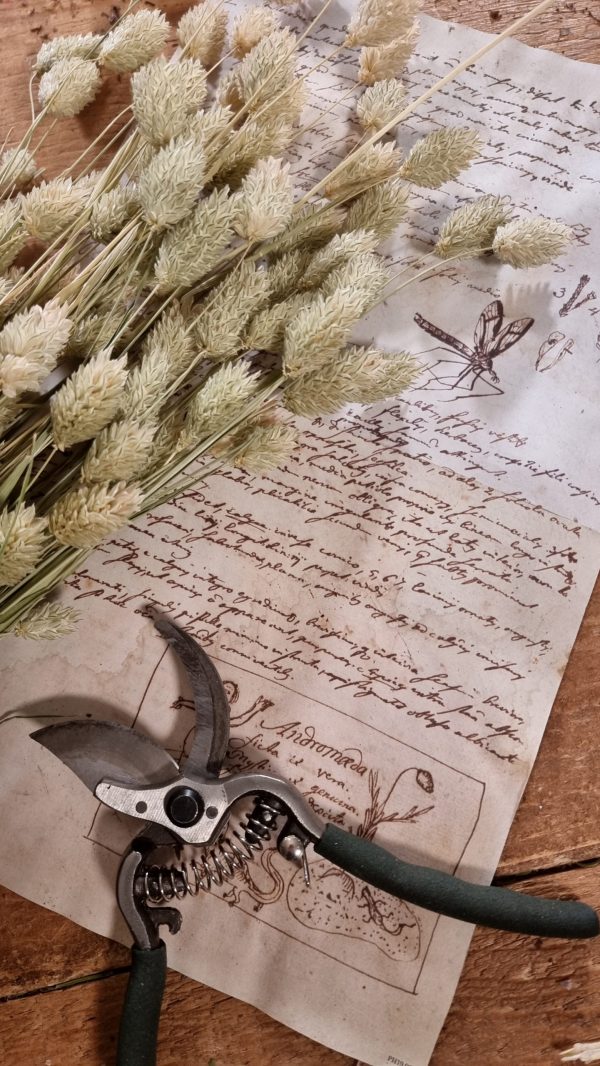 Phalaris grün Trockenblume getrocknet im Mrs Greenery Shop bestellen kaufen