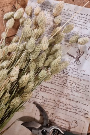 Phalaris grün Trockenblume getrocknet im Mrs Greenery Shop bestellen kaufen