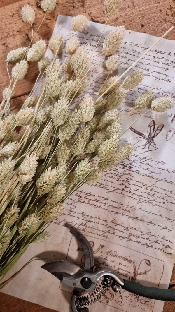 Phalaris grün Trockenblume getrocknet im Mrs Greenery Shop bestellen kaufen