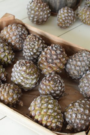 Frische Pinienzapfen Zapfen Pinien frisch Naturdeko Zapfendeko Advent Weihnachten Dekoidee im Mrs Greenery Shop bestellen