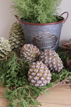 Frische Pinienzapfen Zapfen Pinien frisch Naturdeko Zapfendeko Advent Weihnachten Dekoidee im Mrs Greenery Shop bestellen