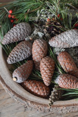 Pinienzapfen frisch Mini Zapfendeko Naturdeko Winterdeko Weihnachtsdeko im Mrs Greenery Shop bestellen