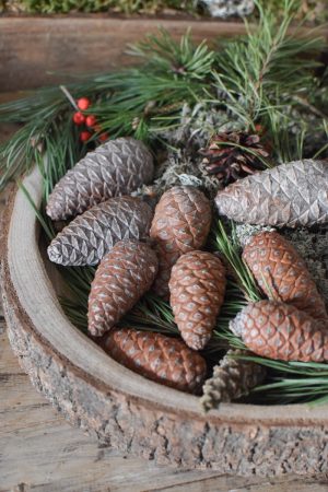 Pinienzapfen frisch Mini Zapfendeko Naturdeko