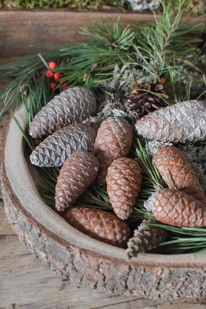 Pinienzapfen frisch Mini Zapfendeko Naturdeko