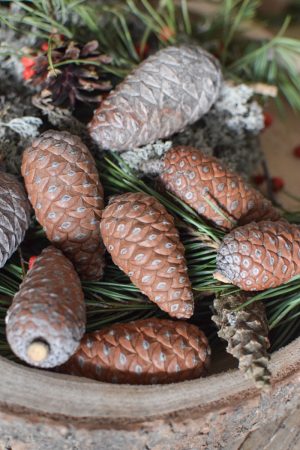 Pinienzapfen frisch Mini Zapfendeko Naturdeko Winterdeko Weihnachtsdeko im Mrs Greenery Shop bestellen