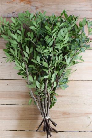 Pistaziengrün Bund kaufen und dekorieren. Naturdeko selber machen. Natürlich dekorieren und Kränze binden. Die Alternative zu Buchs