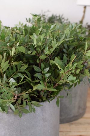 Pistaziengrün Bund kaufen und dekorieren. Naturdeko selber machen. Natürlich dekorieren und Kränze binden. Die Alternative zu Buchs