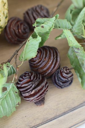 Platyspermum Spiralzapfen Herbstdeko Weihnachtsdeko Zapfen getrocknet im Mrs Greenery Shop bestellen