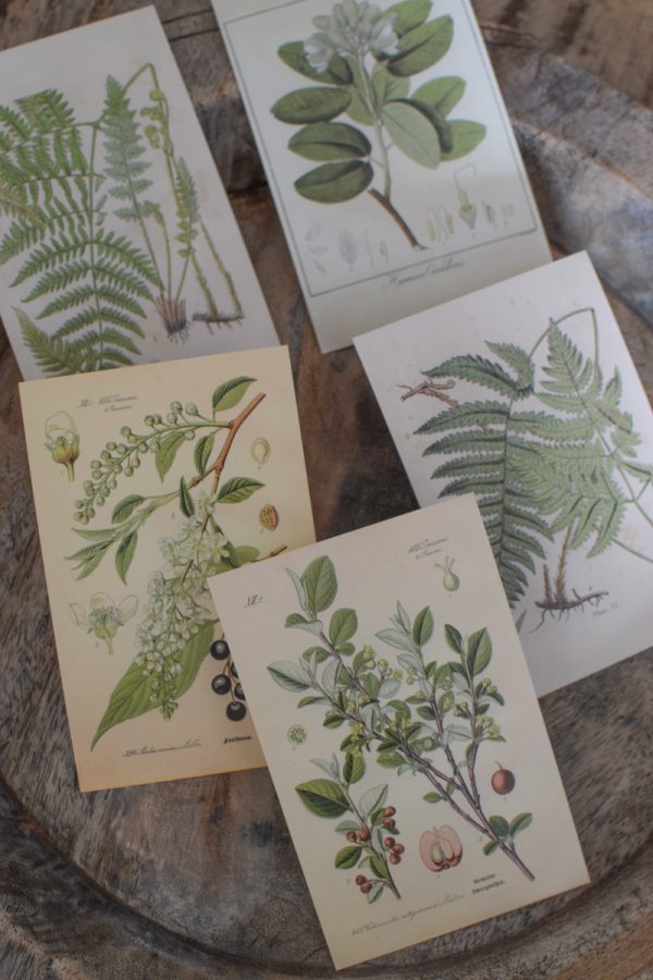 Postkarten Set 5 Stück mit Umschlag. Papeterie Flora Fauna Natur Noten Nostalgie Pilze Motive natürlich Naturdeko im Mrs Greenery Shop bestellen