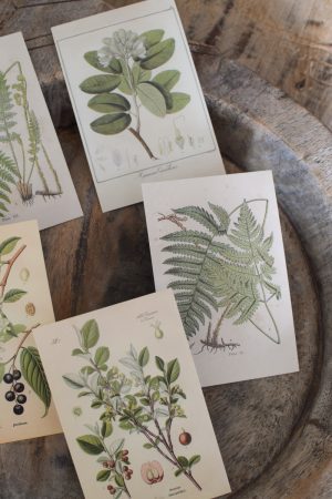 Postkarten Set 5 Stück mit Umschlag. Papeterie Flora Fauna Natur Noten Nostalgie Pilze Motive natürlich Naturdeko im Mrs Greenery Shop bestellen