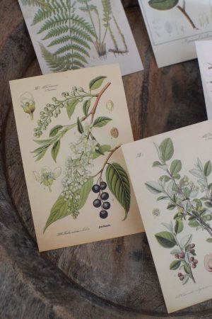 Postkarten Set 5 Stück mit Umschlag. Papeterie Flora Fauna Natur Noten Nostalgie Pilze Motive natürlich Naturdeko im Mrs Greenery Shop bestellen