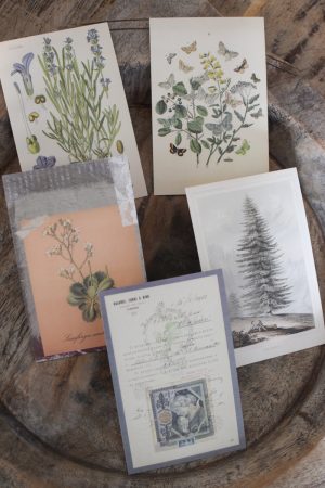 Postkarten Set 5 Stück mit Umschlag. Papeterie Flora Fauna Natur Noten Nostalgie Pilze Motive natürlich Naturdeko im Mrs Greenery Shop bestellen