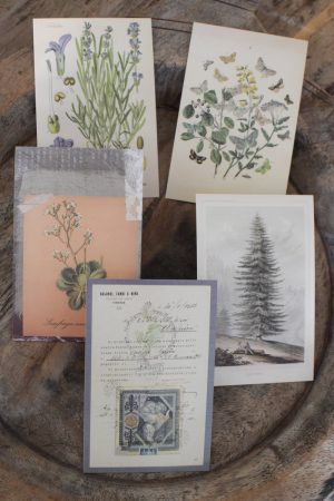 Postkarten Set 5 Stück mit Umschlag. Papeterie Flora Fauna Natur Noten Nostalgie Pilze Motive natürlich Naturdeko im Mrs Greenery Shop bestellen