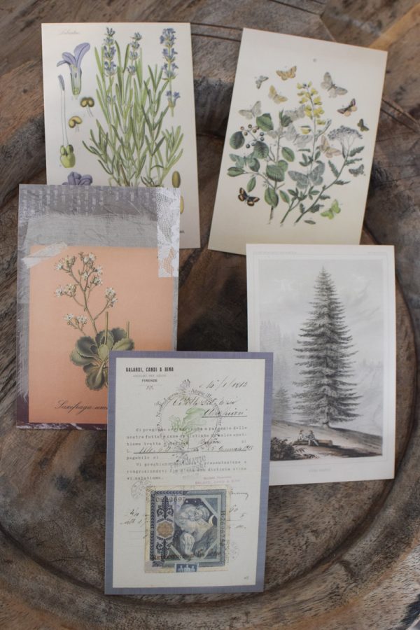 Postkarten Set 5 Stück mit Umschlag. Papeterie Flora Fauna Natur Noten Nostalgie Pilze Motive natürlich Naturdeko im Mrs Greenery Shop bestellen