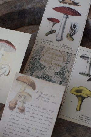 Postkarten Set 5 Stück mit Umschlag. Papeterie Flora Fauna Natur Noten Nostalgie Pilze Motive natürlich Naturdeko im Mrs Greenery Shop bestellen