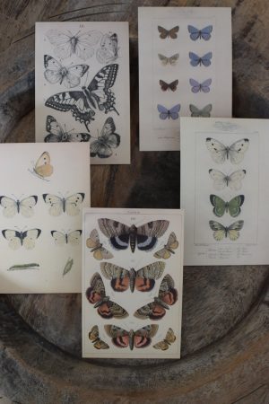 Postkarten Set 5 Stück mit Umschlag. Papeterie Flora Fauna Natur Noten Nostalgie Pilze Motive natürlich Naturdeko im Mrs Greenery Shop bestellen