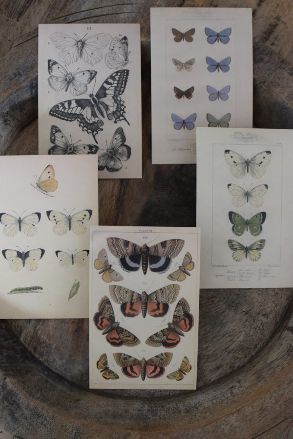 Postkarten Set 5 Stück mit Umschlag. Papeterie Flora Fauna Natur Noten Nostalgie Pilze Motive natürlich Naturdeko im Mrs Greenery Shop bestellen