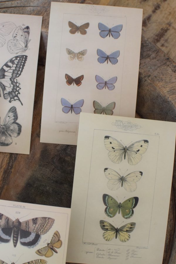 Postkarten Set 5 Stück mit Umschlag. Papeterie Flora Fauna Natur Noten Nostalgie Pilze Motive natürlich Naturdeko im Mrs Greenery Shop bestellen