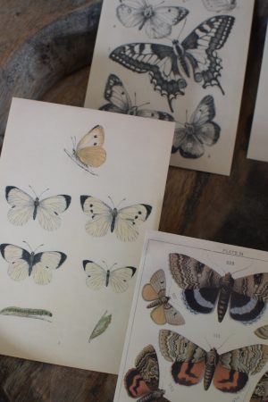 Postkarten Set 5 Stück mit Umschlag. Papeterie Flora Fauna Natur Noten Nostalgie Pilze Motive natürlich Naturdeko im Mrs Greenery Shop bestellen