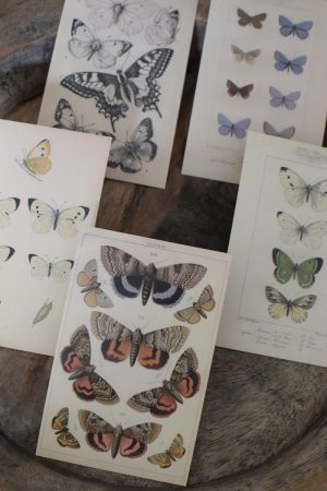 Postkarten Set 5 Stück mit Umschlag. Papeterie Flora Fauna Natur Noten Nostalgie Pilze Motive natürlich Naturdeko im Mrs Greenery Shop bestellen
