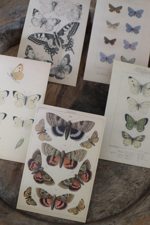 Postkarten Set 5 Stück mit Umschlag. Papeterie Flora Fauna Natur Noten Nostalgie Pilze Motive natürlich Naturdeko im Mrs Greenery Shop bestellen