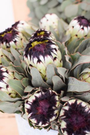 Protea die Trendblume. Proteen trocknen toll ein und können immer wieder dekoriert werden.