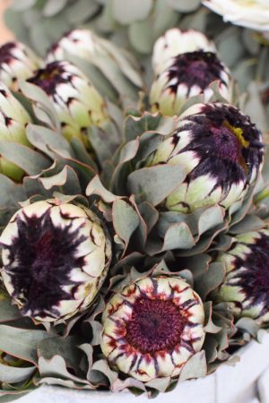 Protea die Trendblume. Proteen trocknen toll ein und können immer wieder dekoriert werden.