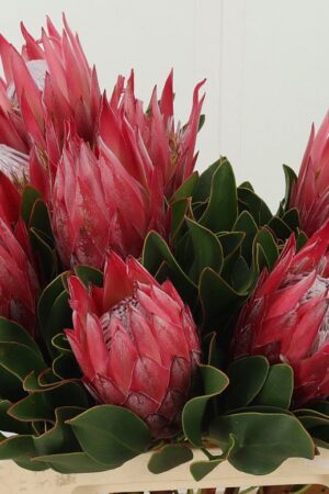 Protea Beauty Blossom