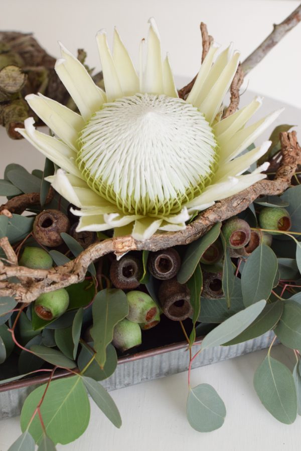 Protea Arctic weiß mit Eukalyptus Populus Früchte als Tischdeko mit Bio-Steckschaum dekoriert gestaltet. Jetzt im Mrs Greenery Shop entdecken kaufen bestellen