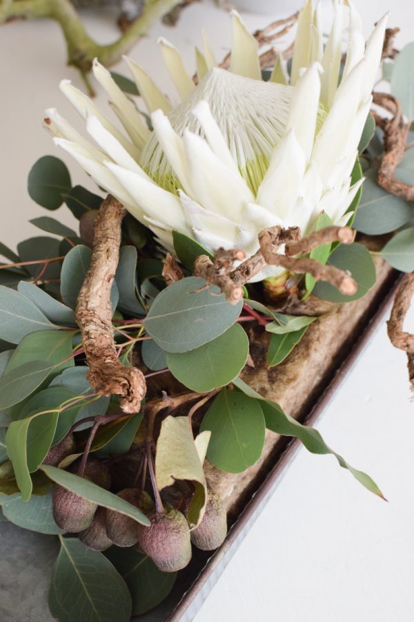 Protea Arctic weiß mit Eukalyptus Populus Früchte als Tischdeko mit Bio-Steckschaum dekoriert gestaltet. Jetzt im Mrs Greenery Shop entdecken kaufen bestellen