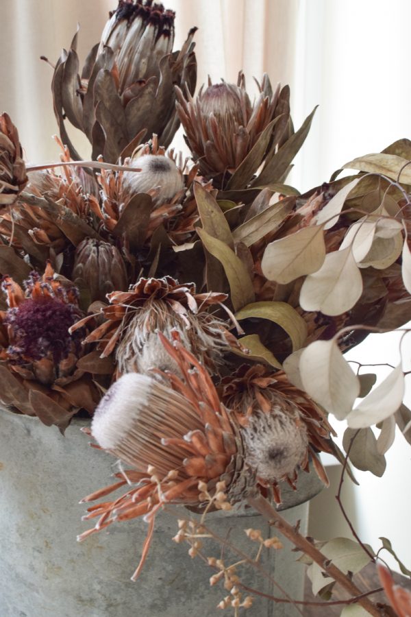 Protea getrocknet. Deko mit Trockenblumen Proteen dekorieren Dried Flowers getrocknet im Mrs Greenery Shop bestellen