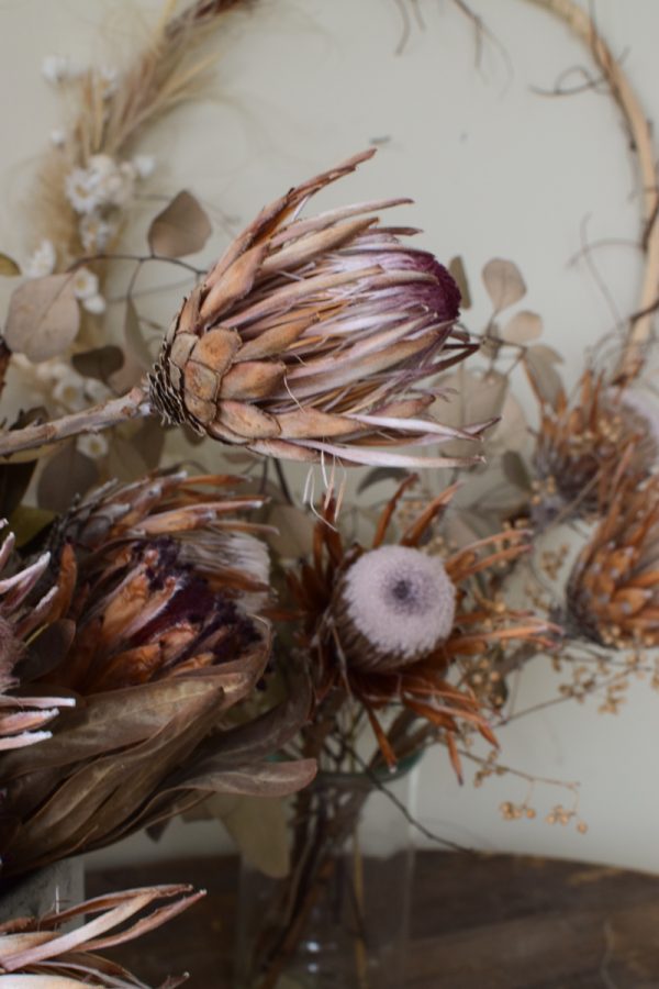 Protea getrocknet. Deko mit Trockenblumen Proteen dekorieren Dried Flowers getrocknet im Mrs Greenery Shop bestellen