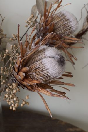 Protea getrocknet. Deko mit Trockenblumen Proteen dekorieren Dried Flowers getrocknet im Mrs Greenery Shop bestellen