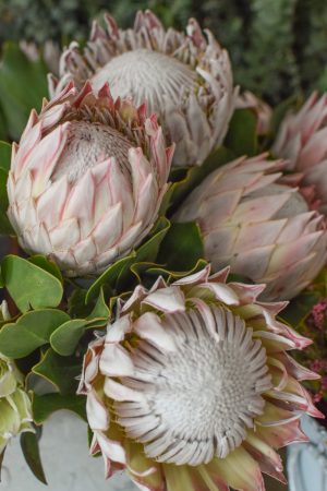 Protea die Trendblume. Proteen trocknen toll ein und können immer wieder dekoriert werden.
