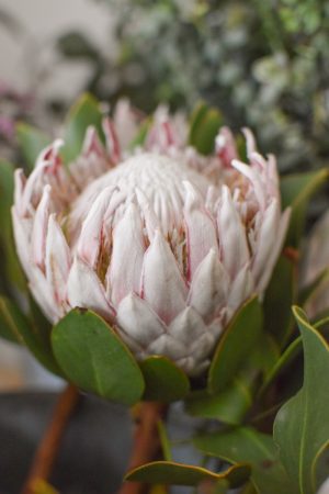 Protea die Trendblume. Proteen trocknen toll ein und können immer wieder dekoriert werden.