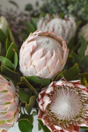 Protea die Trendblume. Proteen trocknen toll ein und können immer wieder dekoriert werden.