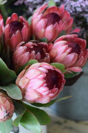 Protea die Trendblume. Proteen trocknen toll ein und können immer wieder dekoriert werden.