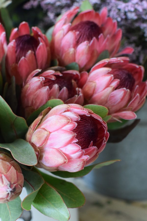 Protea die Trendblume. Proteen trocknen toll ein und können immer wieder dekoriert werden.