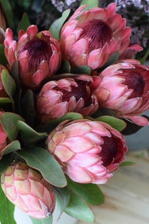 Protea die Trendblume. Proteen trocknen toll ein und können immer wieder dekoriert werden.
