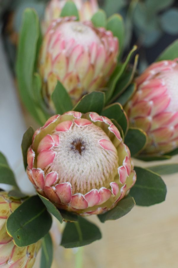 Protea die Trendblume. Proteen trocknen toll ein und können immer wieder dekoriert werden.