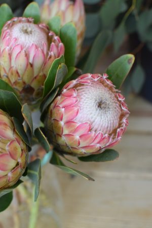 Protea die Trendblume. Proteen trocknen toll ein und können immer wieder dekoriert werden.